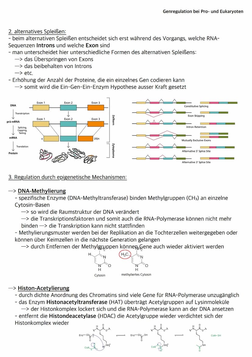 Was sind Bakterien?
- Bakterien wie z.B. E.Coli gehören zu den Prokaryoten
- ihr Bakterienchromosom (geschlossener DNA-Ring) liegt frei im C