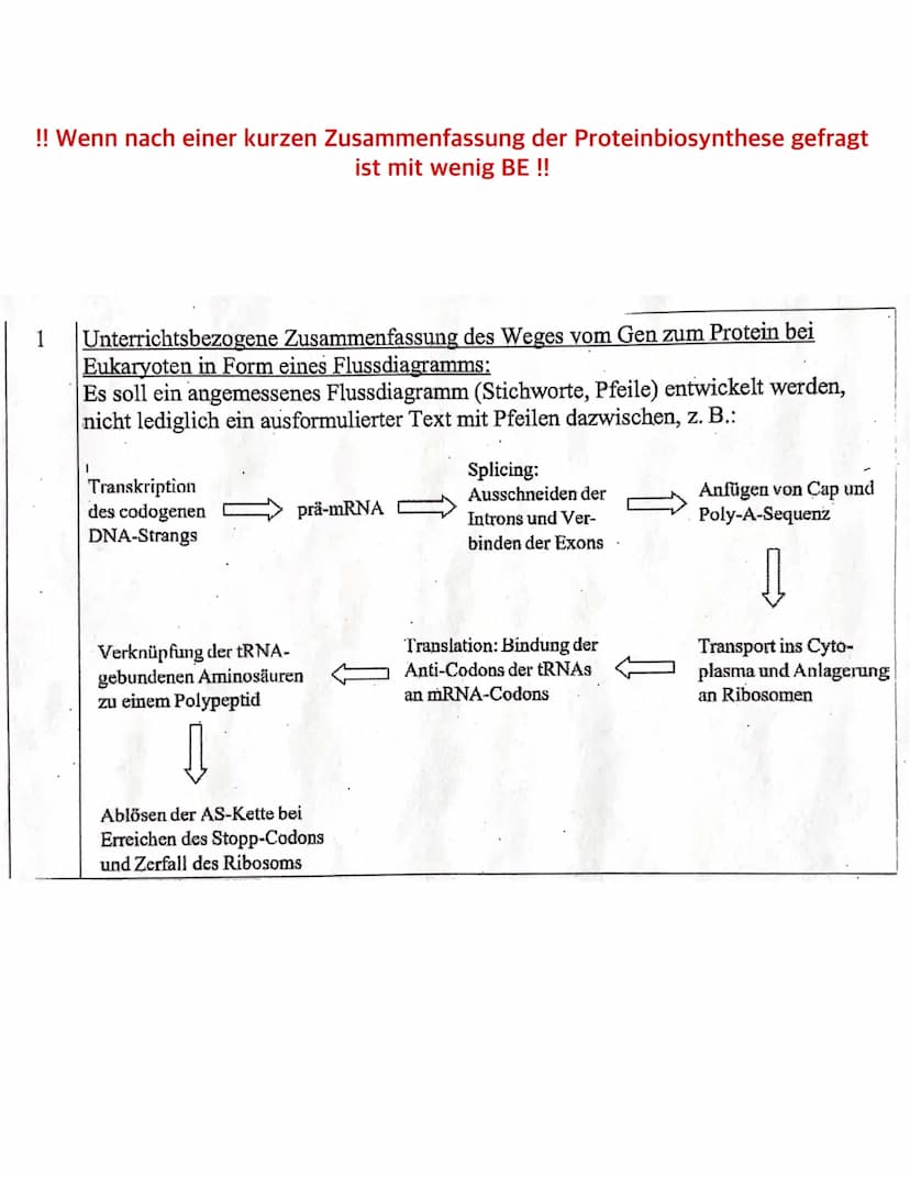 Was sind Bakterien?
- Bakterien wie z.B. E.Coli gehören zu den Prokaryoten
- ihr Bakterienchromosom (geschlossener DNA-Ring) liegt frei im C
