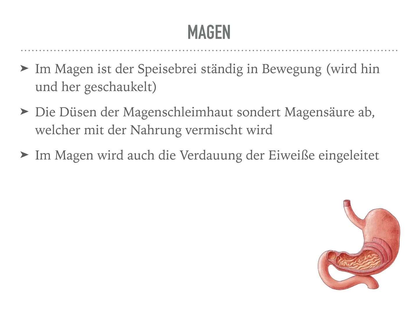 VERDAUUNGSORGANE
Der Weg des Burgers durch den Verdauungstrakt MUND
➤ Verdauung fängt im Mund an
➤ Nahrung gelangt in die Mundhöhle
Zähne ze
