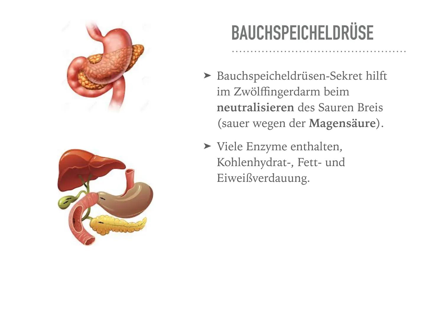 VERDAUUNGSORGANE
Der Weg des Burgers durch den Verdauungstrakt MUND
➤ Verdauung fängt im Mund an
➤ Nahrung gelangt in die Mundhöhle
Zähne ze