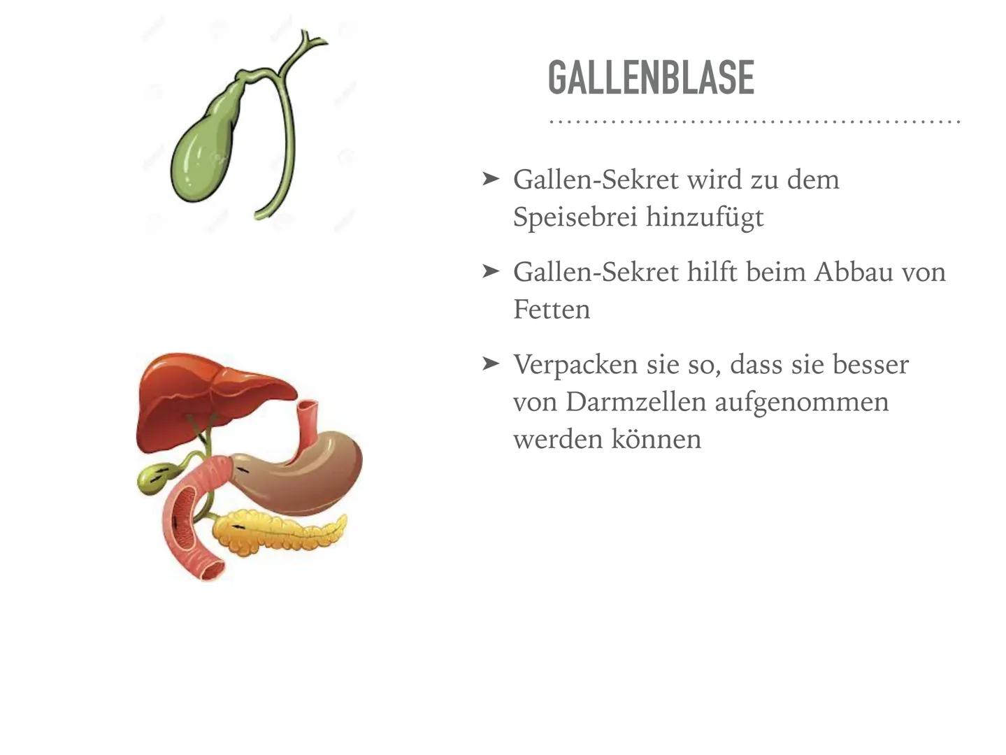 VERDAUUNGSORGANE
Der Weg des Burgers durch den Verdauungstrakt MUND
➤ Verdauung fängt im Mund an
➤ Nahrung gelangt in die Mundhöhle
Zähne ze