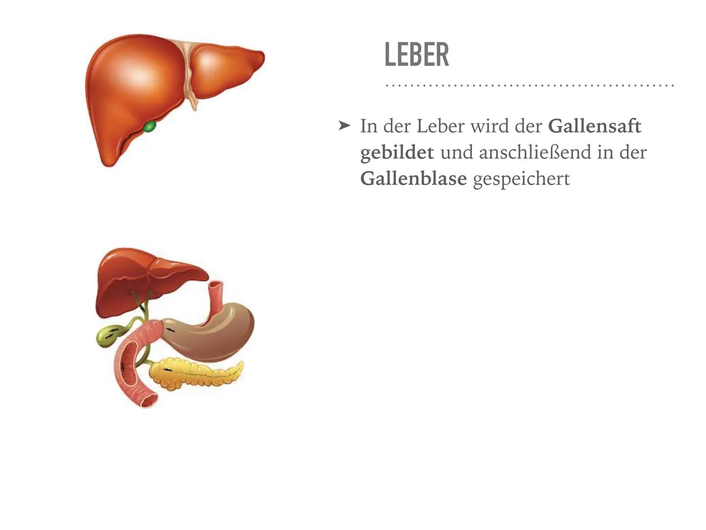 VERDAUUNGSORGANE
Der Weg des Burgers durch den Verdauungstrakt MUND
➤ Verdauung fängt im Mund an
➤ Nahrung gelangt in die Mundhöhle
Zähne ze