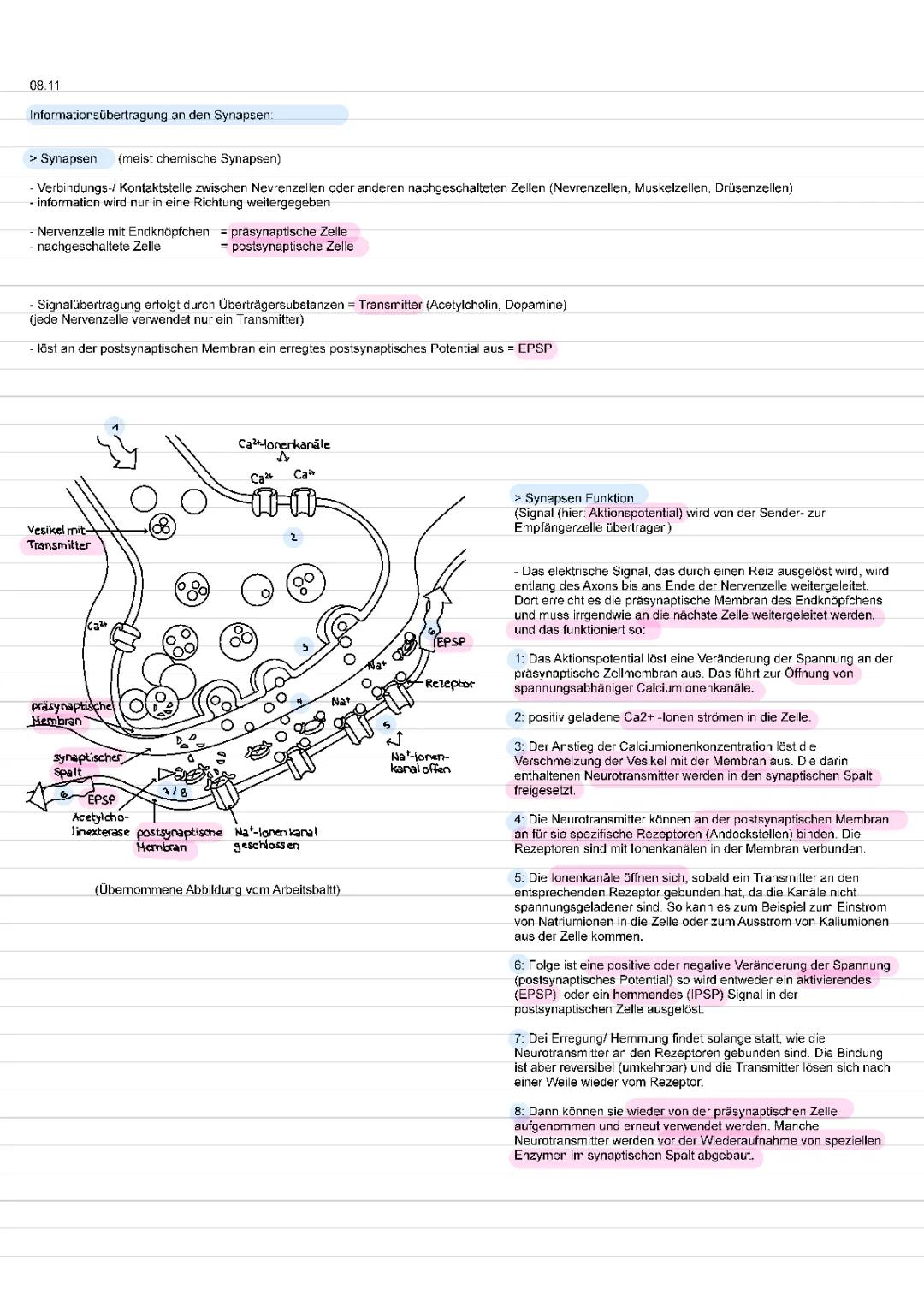 Informationsübertragung an Synapsen 