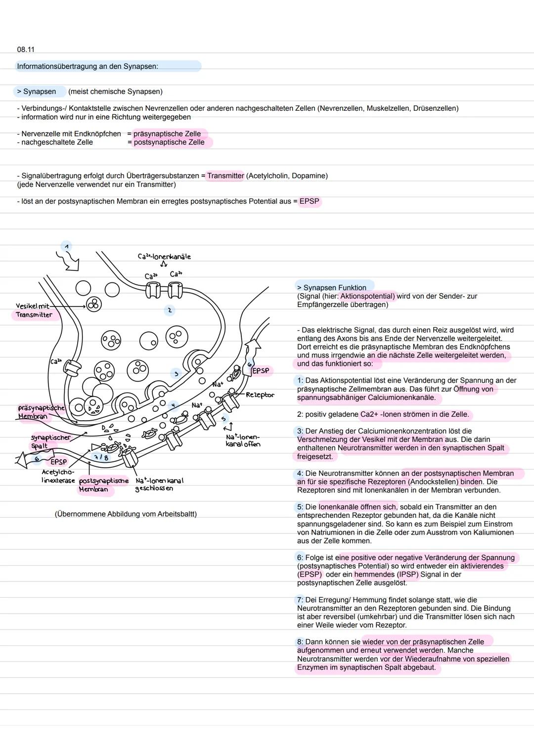 08.11
Informationsübertragung an den Synapsen:
> Synapsen (meist chemische Synapsen)
- Verbindungs-/ Kontaktstelle zwischen Nevrenzellen ode