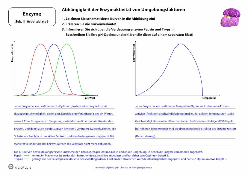 Enzyme
Arbeitsblätter
(Lehrerversion)
GIDA
OGIDA 2012 Energieinhalt
Enzyme
Sek. II Arbeitsblatt 1
A+B
Energiediagramm chemischer Reaktionen 
