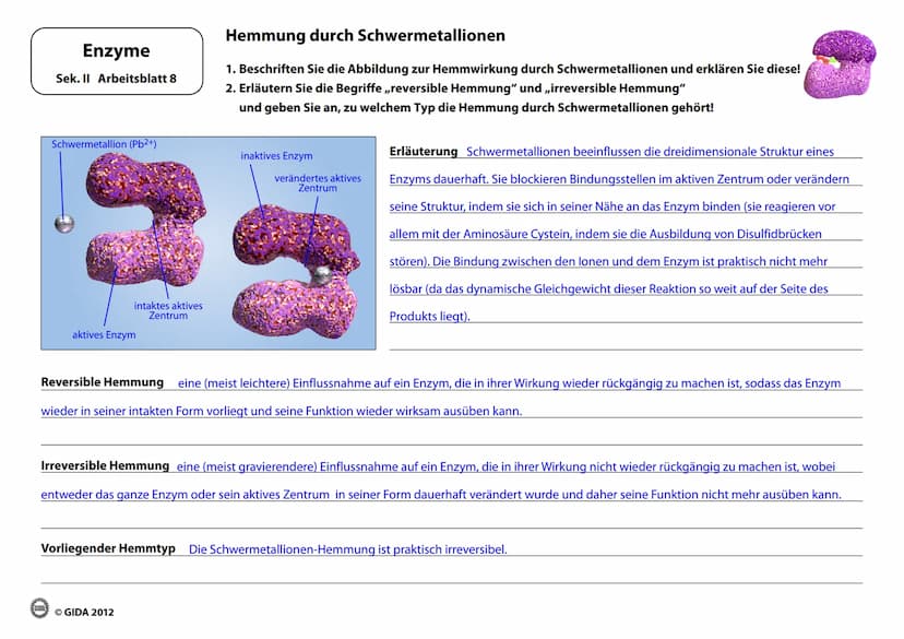 Enzyme
Arbeitsblätter
(Lehrerversion)
GIDA
OGIDA 2012 Energieinhalt
Enzyme
Sek. II Arbeitsblatt 1
A+B
Energiediagramm chemischer Reaktionen 