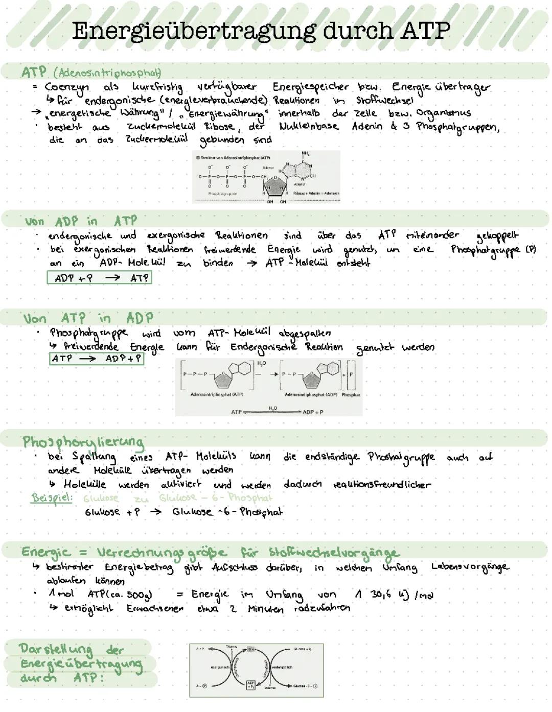 Energieübertragung durch ATP 