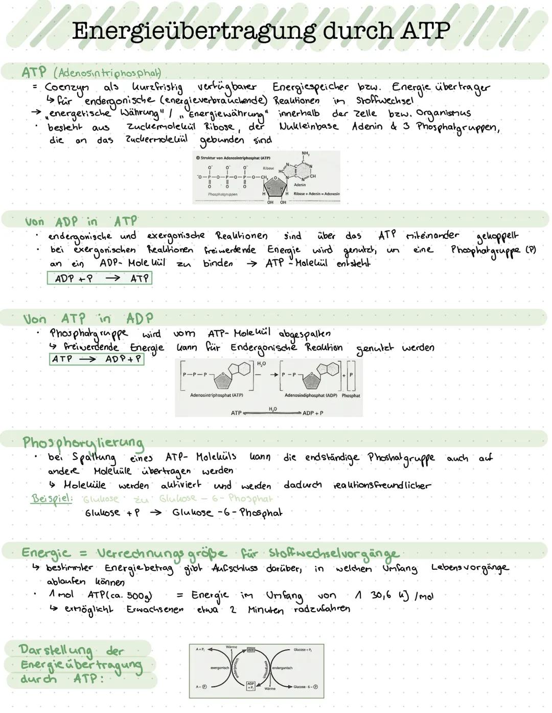 MI
Energieübertragung durch ATP
ATP (Adenosintriphosphat).
=
Coenzym als kurzfristig verfügbarer Energiespeicher bzw. Energie übertrager
↳ f