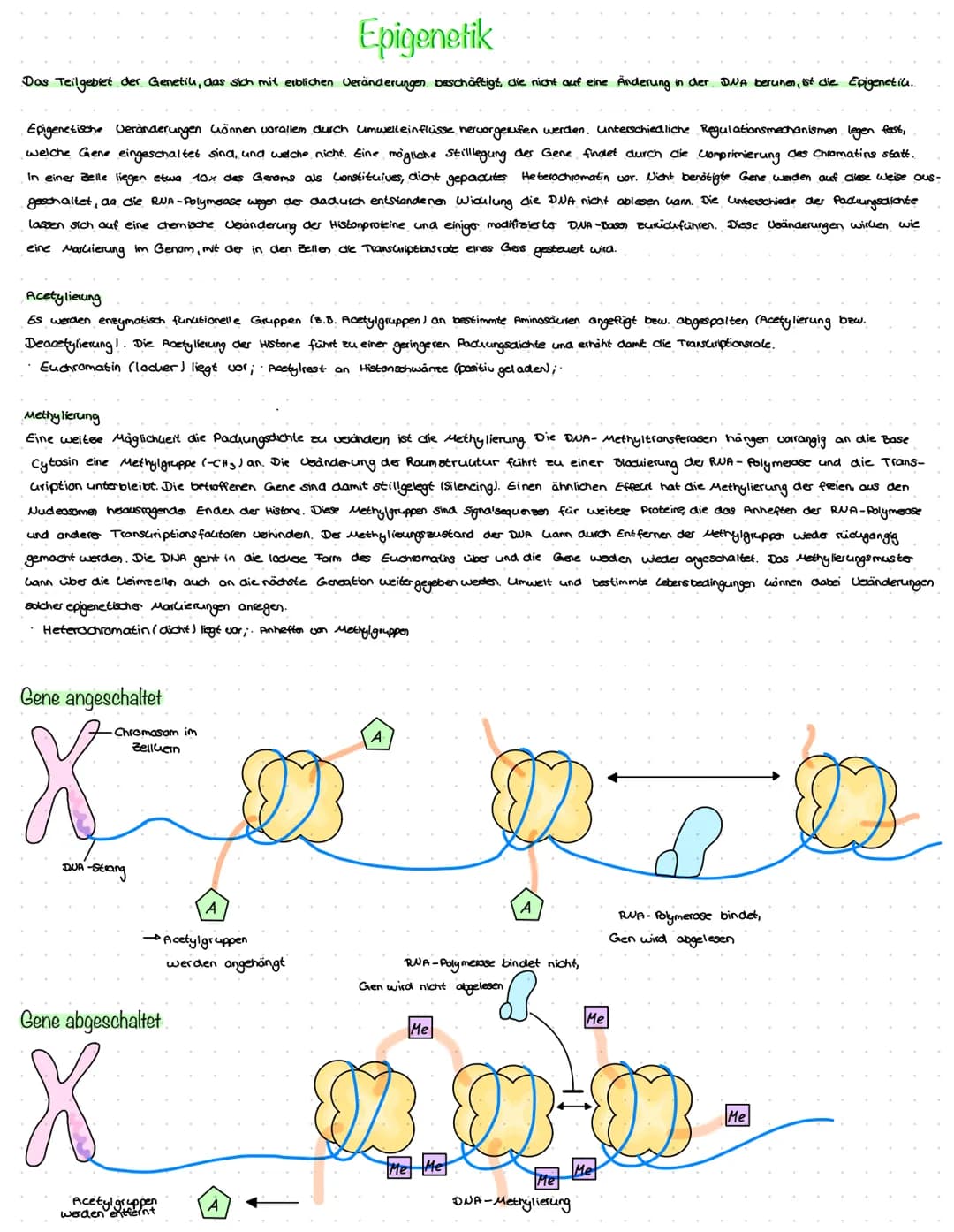 Das Teilgebiet der Genetil, das sich mit erblichen Veränderungen beschäftigt, die nicht auf eine Änderung in der. DNA beruhen, ist die Epige