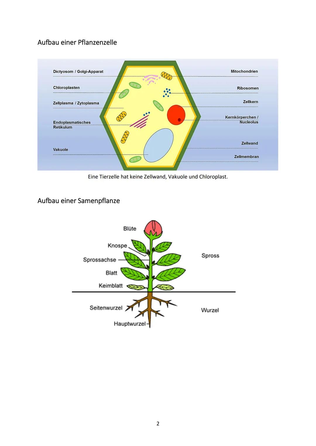 Biologie Klasse 9
SAMENPFLANZEN
Definition
Pflanzen sind Lebewesen, die standortgebunden ihre Energie mit Hilfe des Sonnenlichtes beziehen u