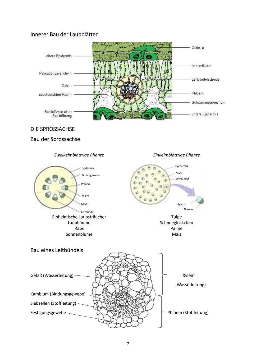 Biologie Klasse 9
SAMENPFLANZEN
Definition
Pflanzen sind Lebewesen, die standortgebunden ihre Energie mit Hilfe des Sonnenlichtes beziehen u
