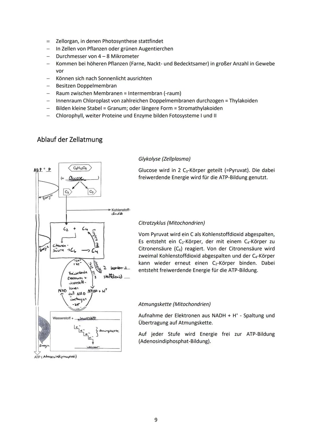 Biologie Klasse 9
SAMENPFLANZEN
Definition
Pflanzen sind Lebewesen, die standortgebunden ihre Energie mit Hilfe des Sonnenlichtes beziehen u