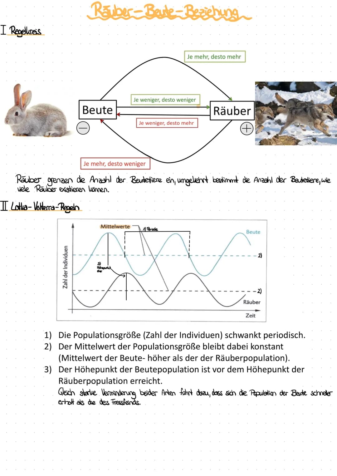 I Regelkreis
Rauber-Beule-Beziehung
II Lotha-Volterra-Regeln
Beute
Mittelwerte
Je mehr, desto weniger
Rauber grenzen die Anzahl der Beutetie