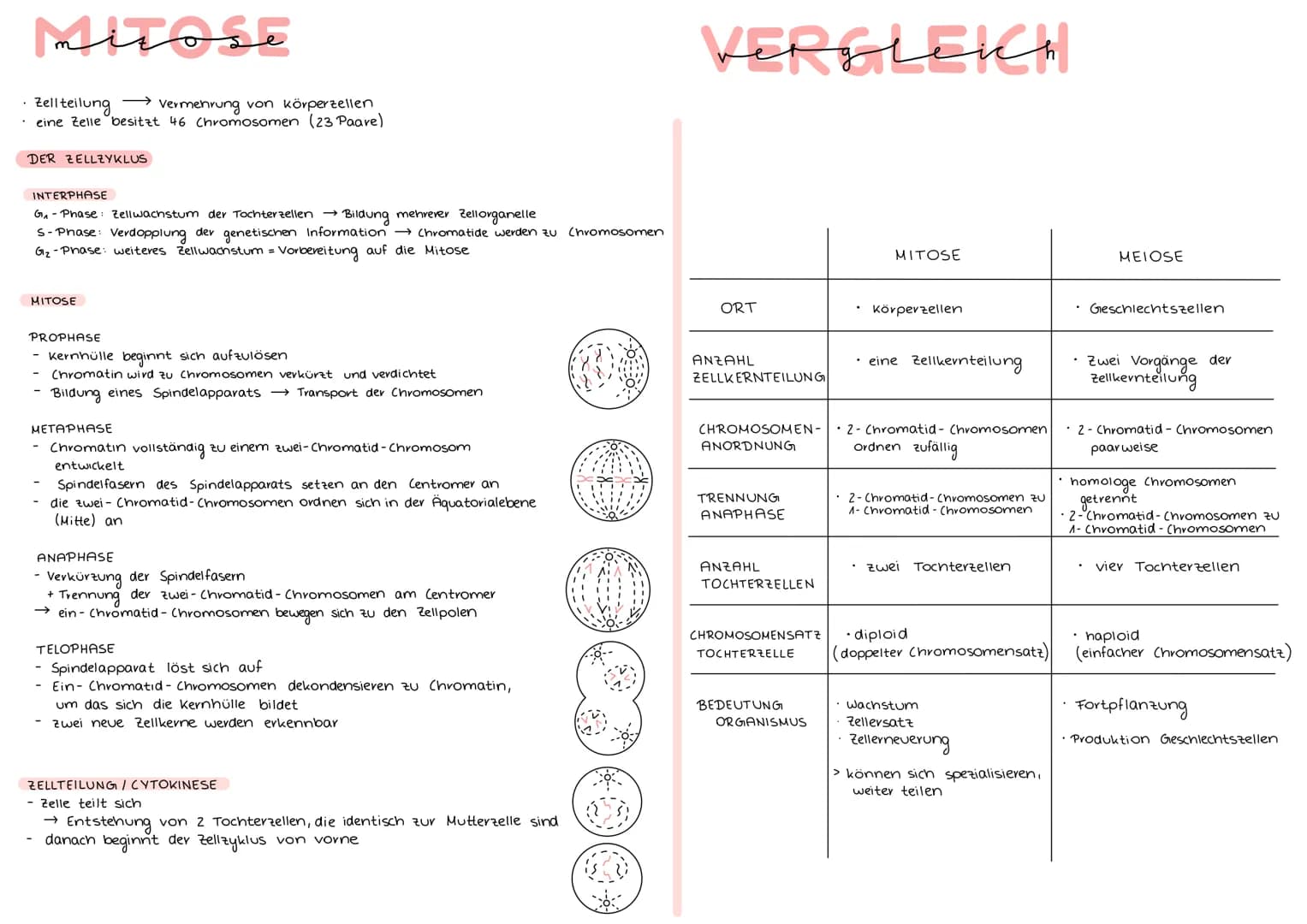 Mitose
• Zellteilung → Vermehrung von Körperzellen
eine Zelle besitzt 46 Chromosomen (23 Paare)
DER ZELLZYKLUS
INTERPHASE
G₁-Phase: Zellwach