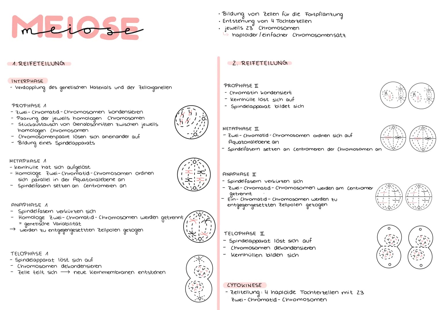 Mitose
• Zellteilung → Vermehrung von Körperzellen
eine Zelle besitzt 46 Chromosomen (23 Paare)
DER ZELLZYKLUS
INTERPHASE
G₁-Phase: Zellwach