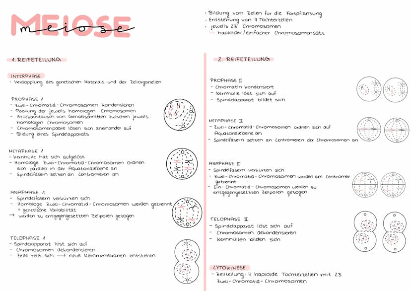 Mitose
• Zellteilung → Vermehrung von Körperzellen
eine Zelle besitzt 46 Chromosomen (23 Paare)
DER ZELLZYKLUS
INTERPHASE
G₁-Phase: Zellwach