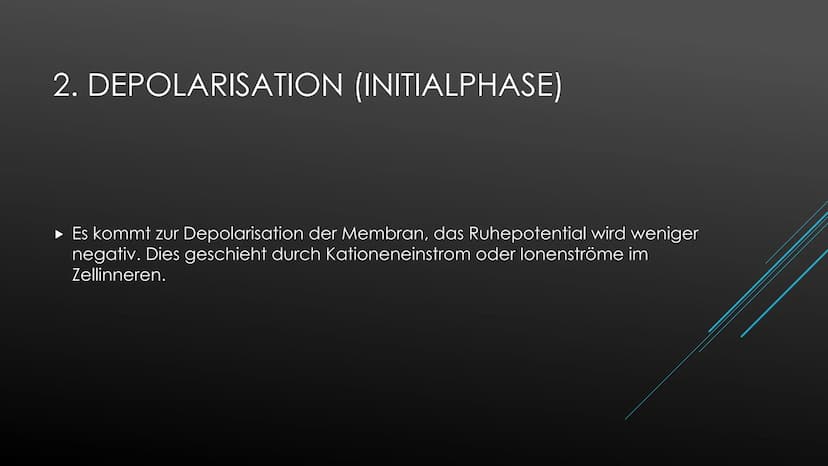 Aktionspotential
Das Aktionspotential läuft immer nach exakt dem selben Prinzip ab, Form und Ablauf ist identisch.
Ausgelöst wird es nach de