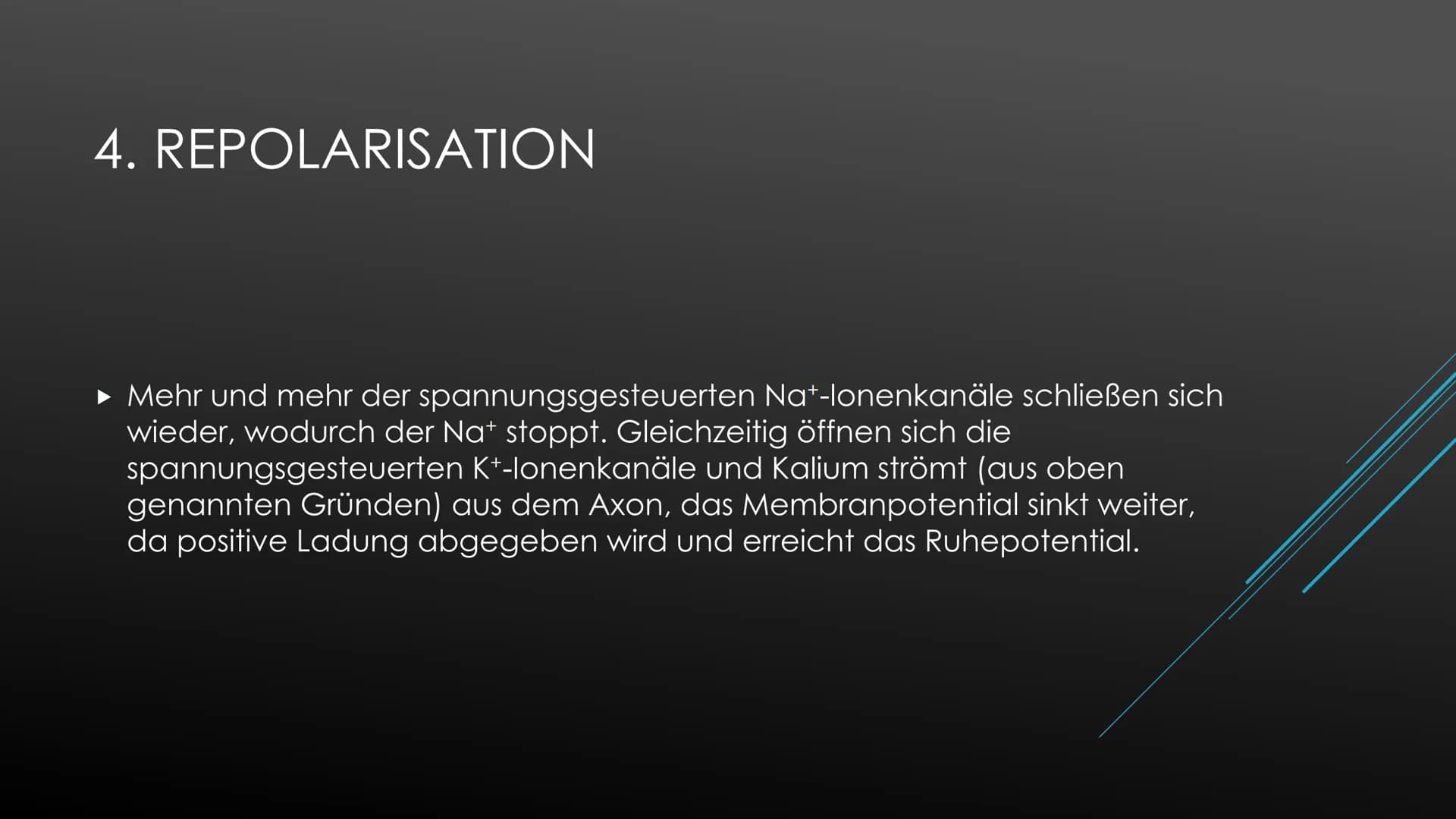 Aktionspotential
Das Aktionspotential läuft immer nach exakt dem selben Prinzip ab, Form und Ablauf ist identisch.
Ausgelöst wird es nach de