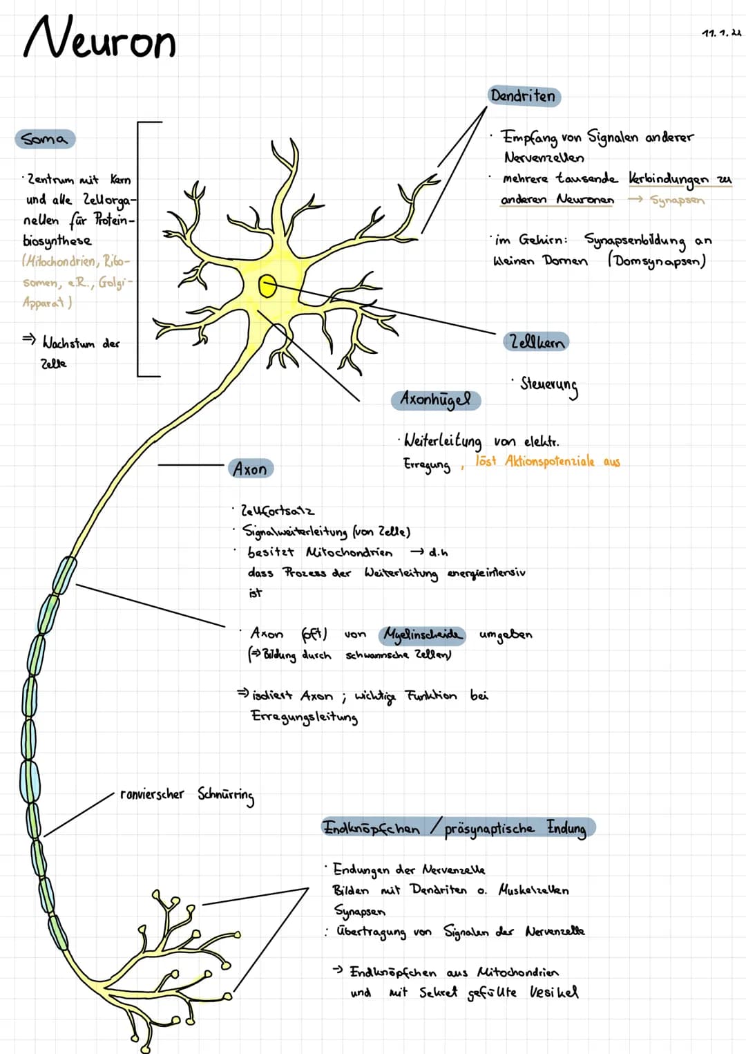 Neuron
Soma
• Zentrum mit Kern
und alle Zellorga-
nellen für Protein-
biosynthese
(Milochondrien, Ribo-
Somen, R., Golgi-
Apparat)
=> Wachst
