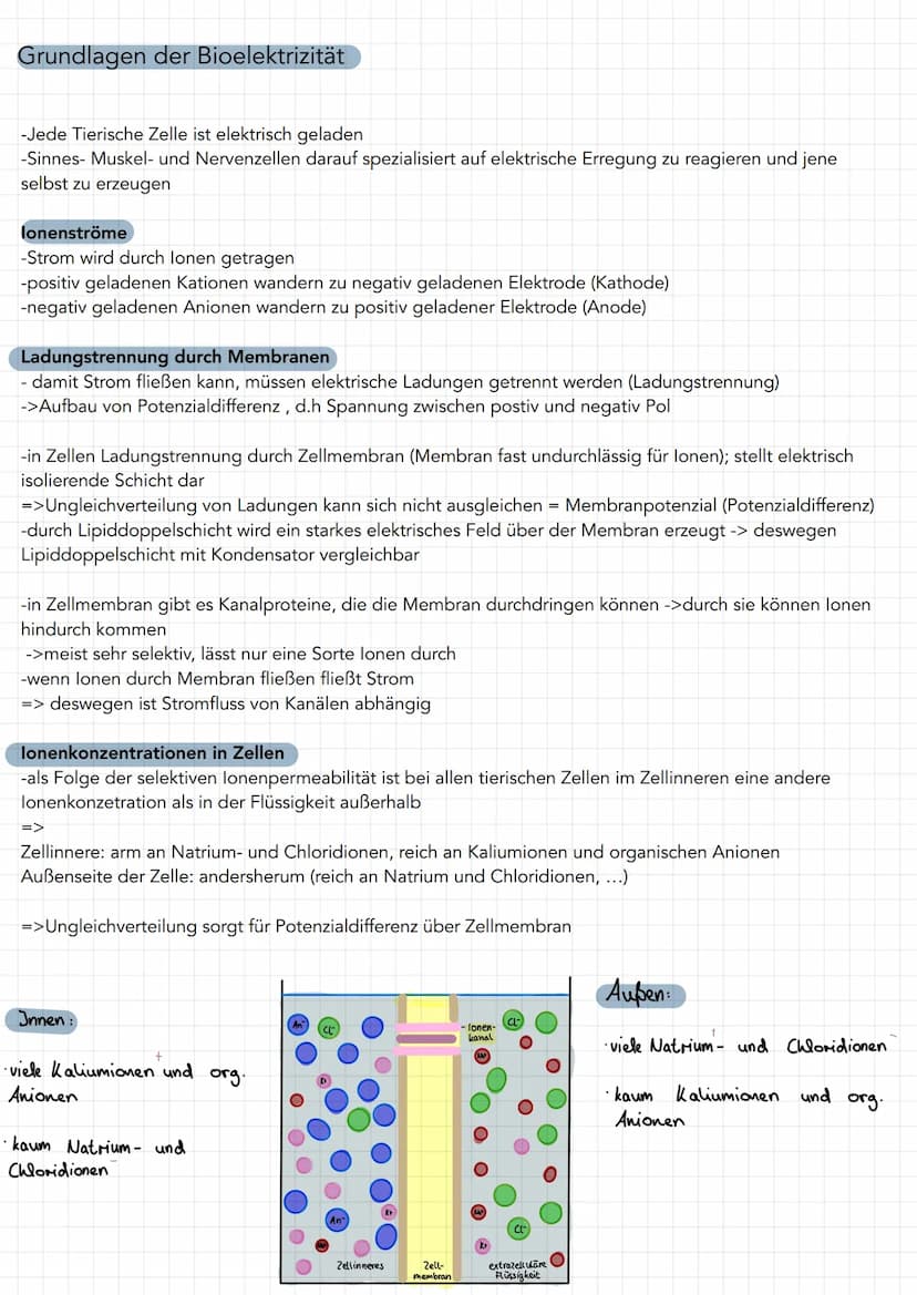 Neuron
Soma
• Zentrum mit Kern
und alle Zellorga-
nellen für Protein-
biosynthese
(Milochondrien, Ribo-
Somen, R., Golgi-
Apparat)
=> Wachst