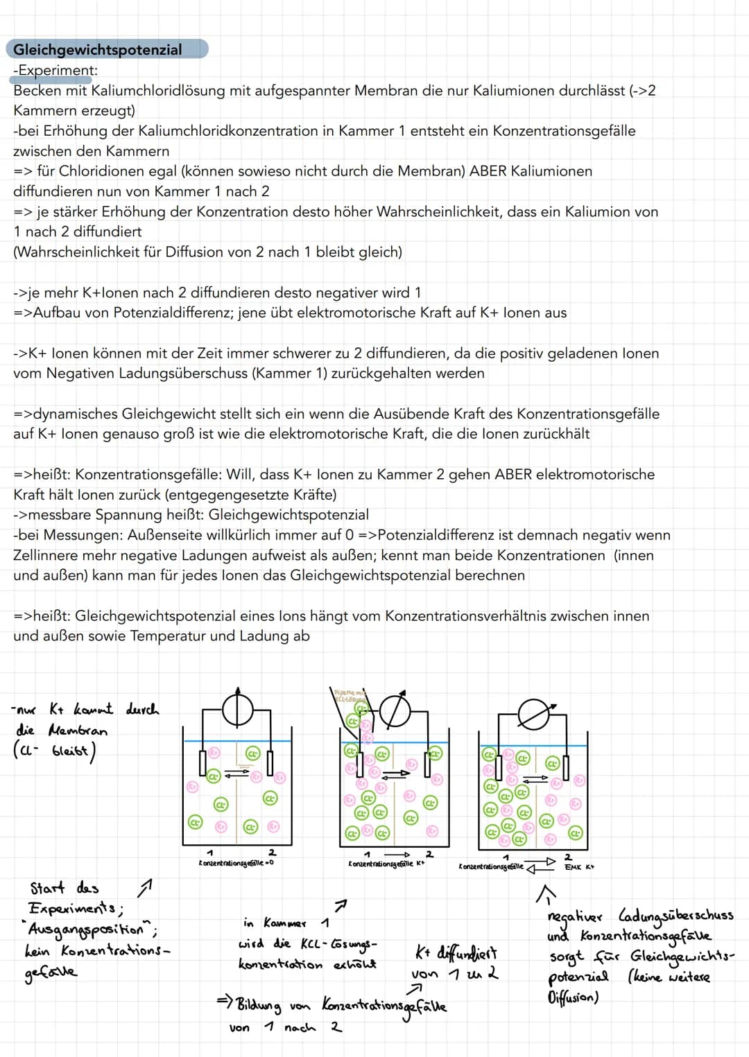 Neuron
Soma
• Zentrum mit Kern
und alle Zellorga-
nellen für Protein-
biosynthese
(Milochondrien, Ribo-
Somen, R., Golgi-
Apparat)
=> Wachst