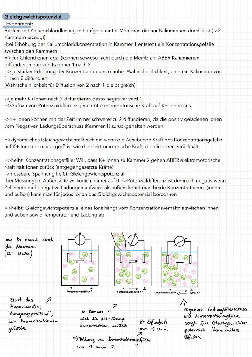 Neuron
Soma
• Zentrum mit Kern
und alle Zellorga-
nellen für Protein-
biosynthese
(Milochondrien, Ribo-
Somen, R., Golgi-
Apparat)
=> Wachst