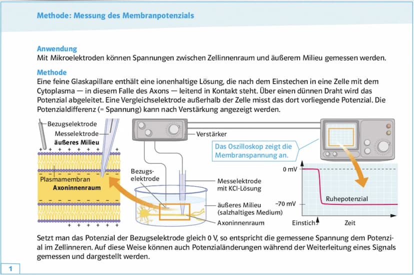 Neuron
Soma
• Zentrum mit Kern
und alle Zellorga-
nellen für Protein-
biosynthese
(Milochondrien, Ribo-
Somen, R., Golgi-
Apparat)
=> Wachst