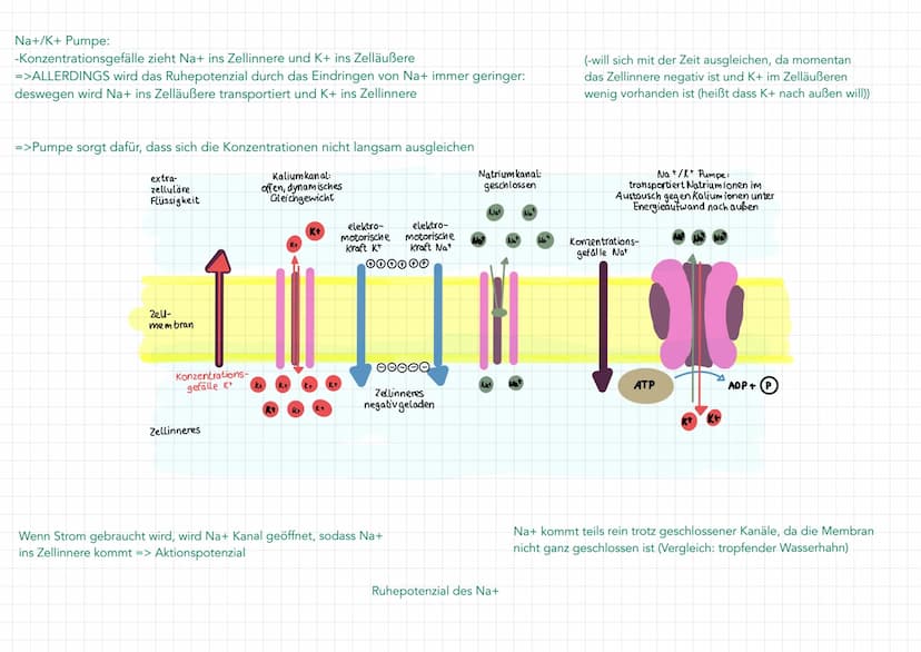 Neuron
Soma
• Zentrum mit Kern
und alle Zellorga-
nellen für Protein-
biosynthese
(Milochondrien, Ribo-
Somen, R., Golgi-
Apparat)
=> Wachst