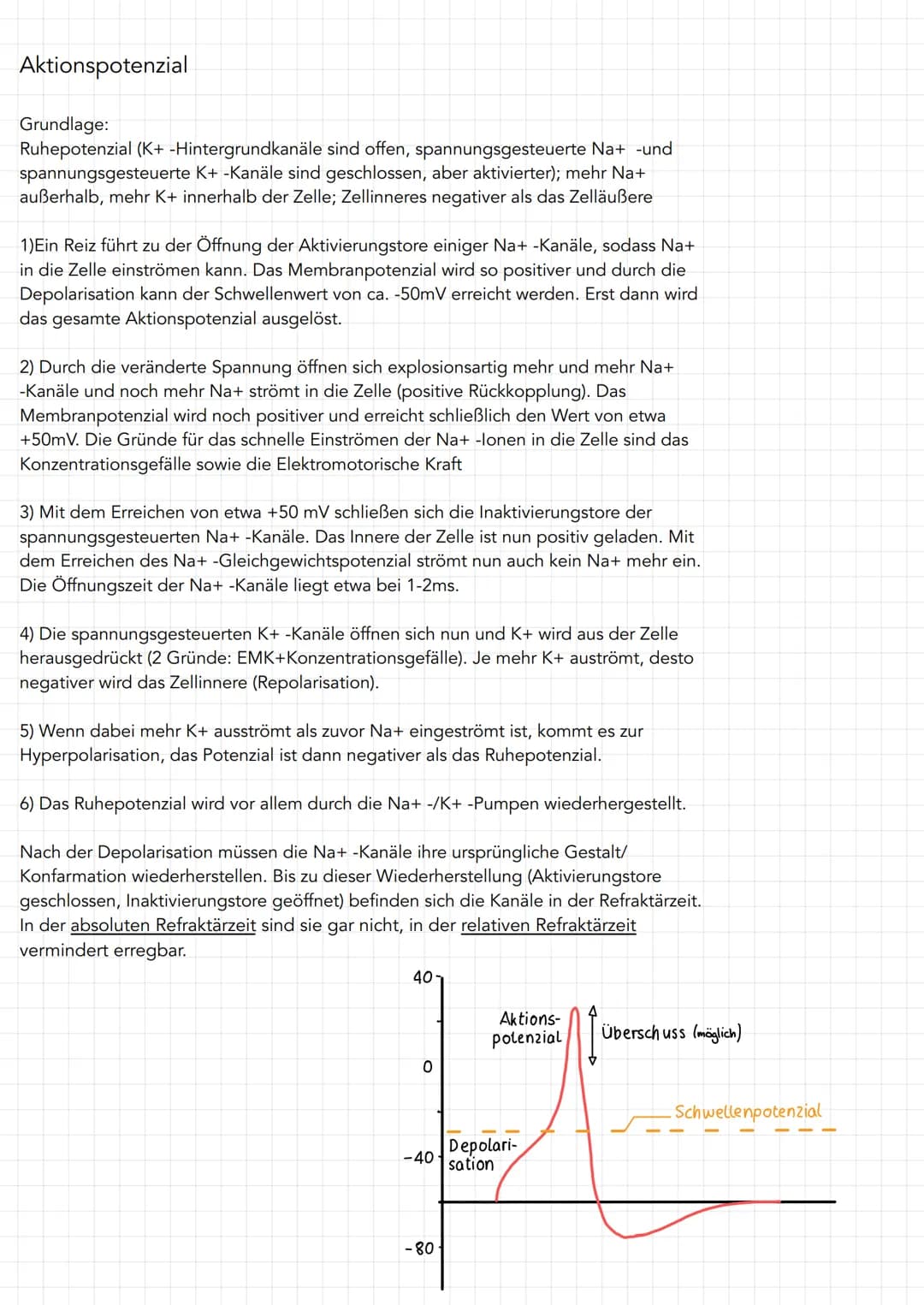 Neuron
Soma
• Zentrum mit Kern
und alle Zellorga-
nellen für Protein-
biosynthese
(Milochondrien, Ribo-
Somen, R., Golgi-
Apparat)
=> Wachst