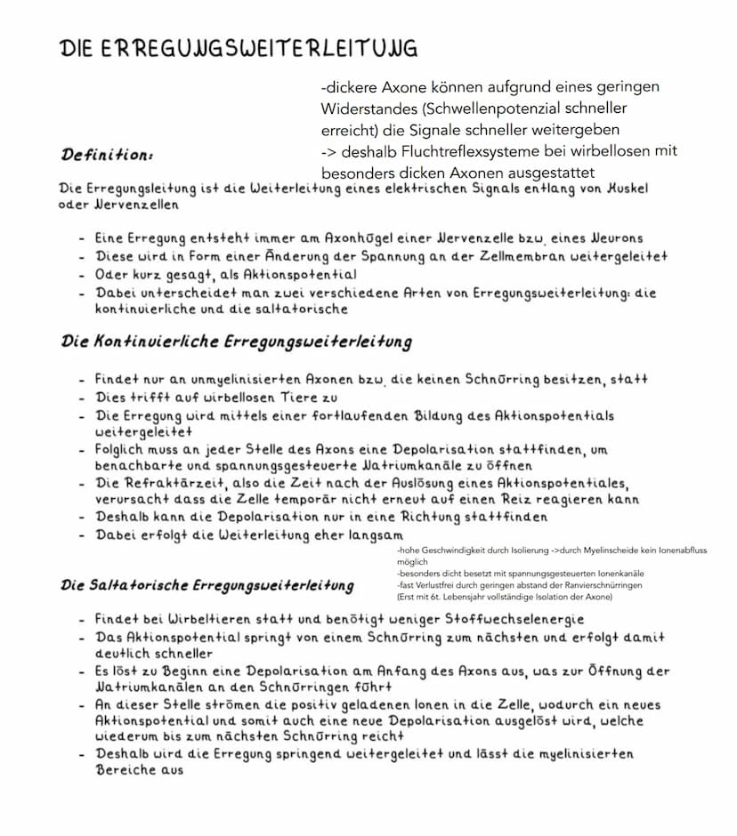 Neuron
Soma
• Zentrum mit Kern
und alle Zellorga-
nellen für Protein-
biosynthese
(Milochondrien, Ribo-
Somen, R., Golgi-
Apparat)
=> Wachst