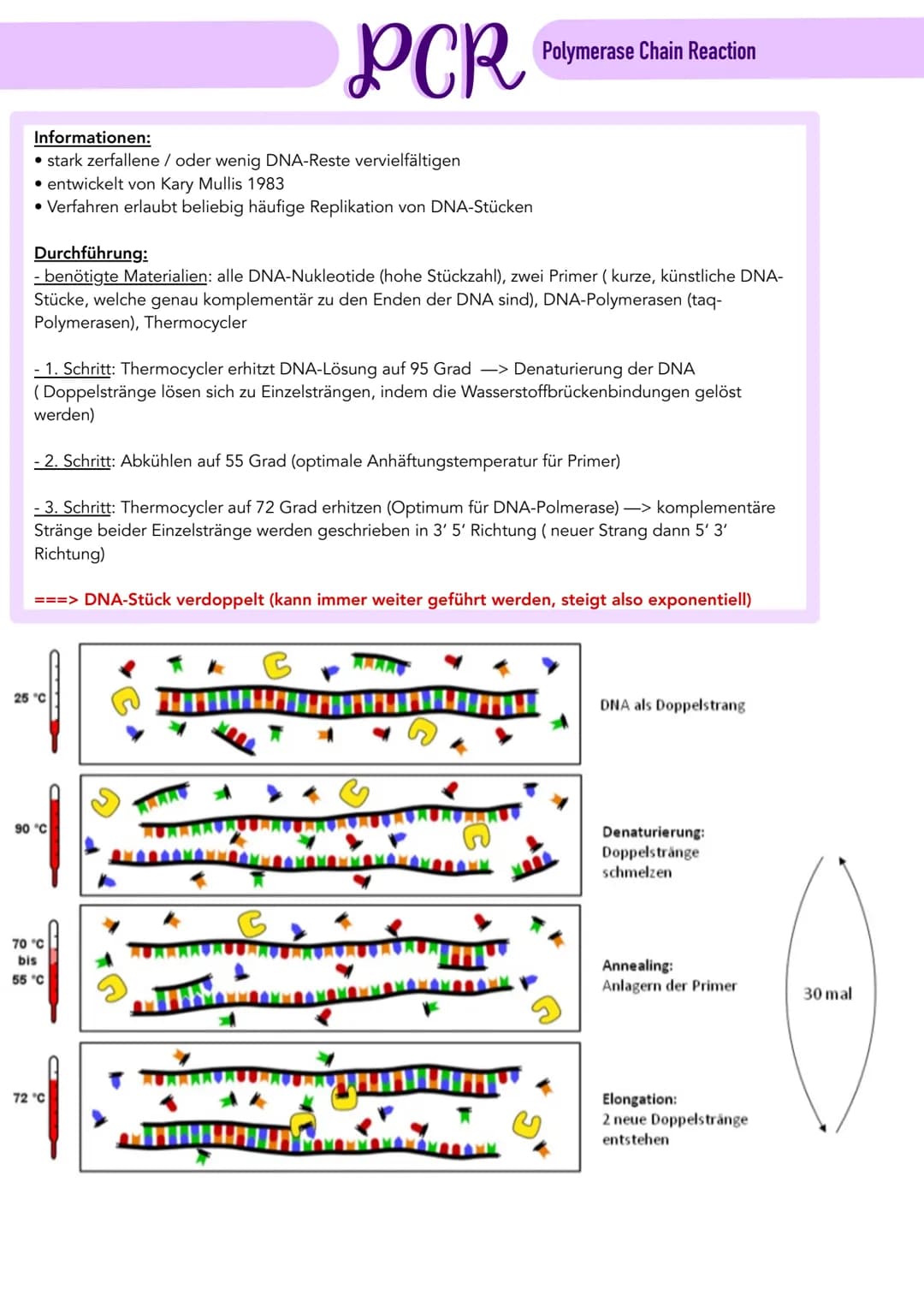 Informationen:
• stark zerfallene / oder wenig DNA-Reste vervielfältigen
• entwickelt von Kary Mullis 1983
• Verfahren erlaubt beliebig häuf