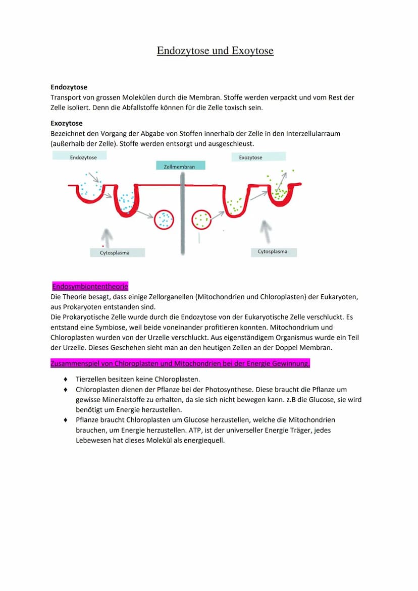 Endozytose und Exoytose
Endozytose
Transport von grossen Molekülen durch die Membran. Stoffe werden verpackt und vom Rest der
Zelle isoliert