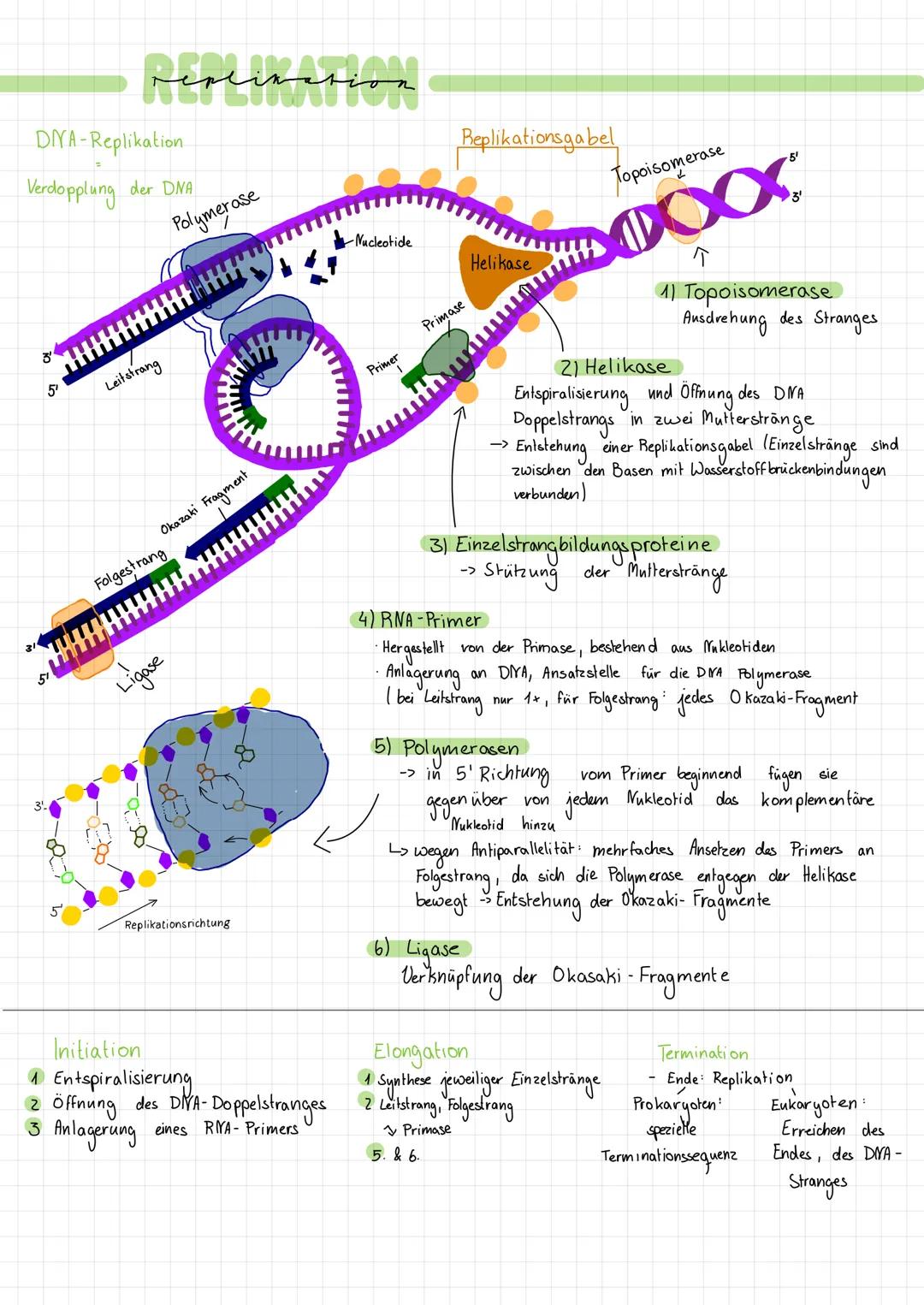DNA-Replikation
Verdopplung der DNA
3¹
5'
Pestination
5¹
Leitstrang
Polymerase
Okazaki Fragment
Folgestrang
Ligase
Replikationsrichtung
Init
