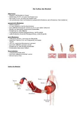 Know Der Aufbau des Muskels  thumbnail