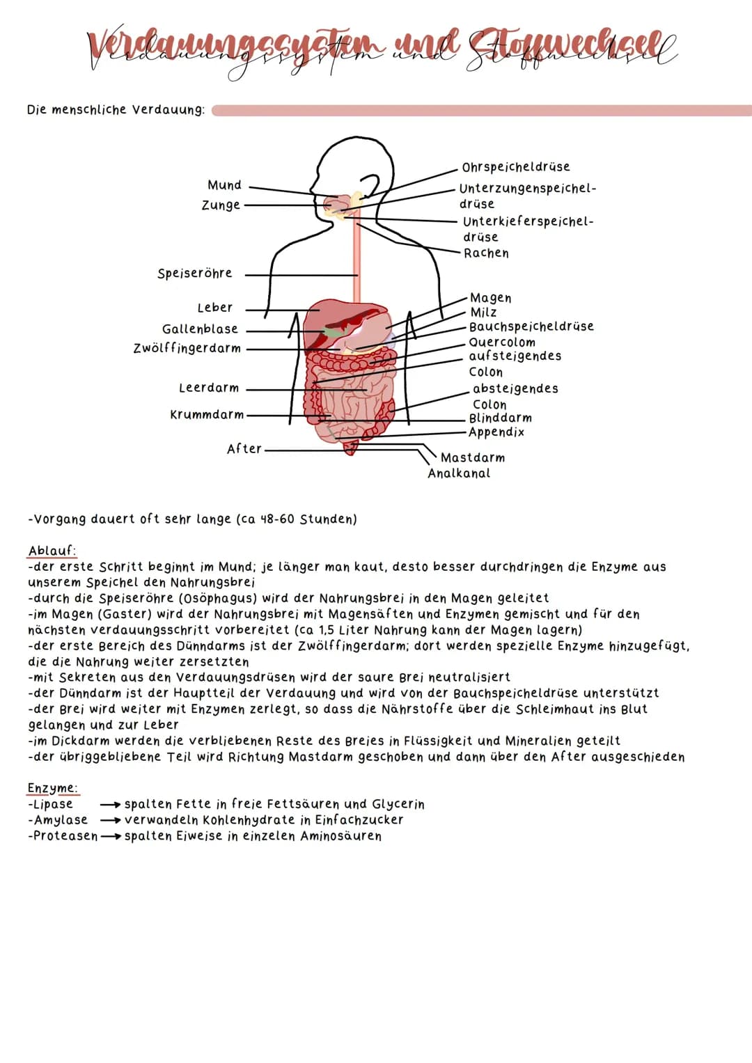 Verdauungssystem & Stoffwechsel