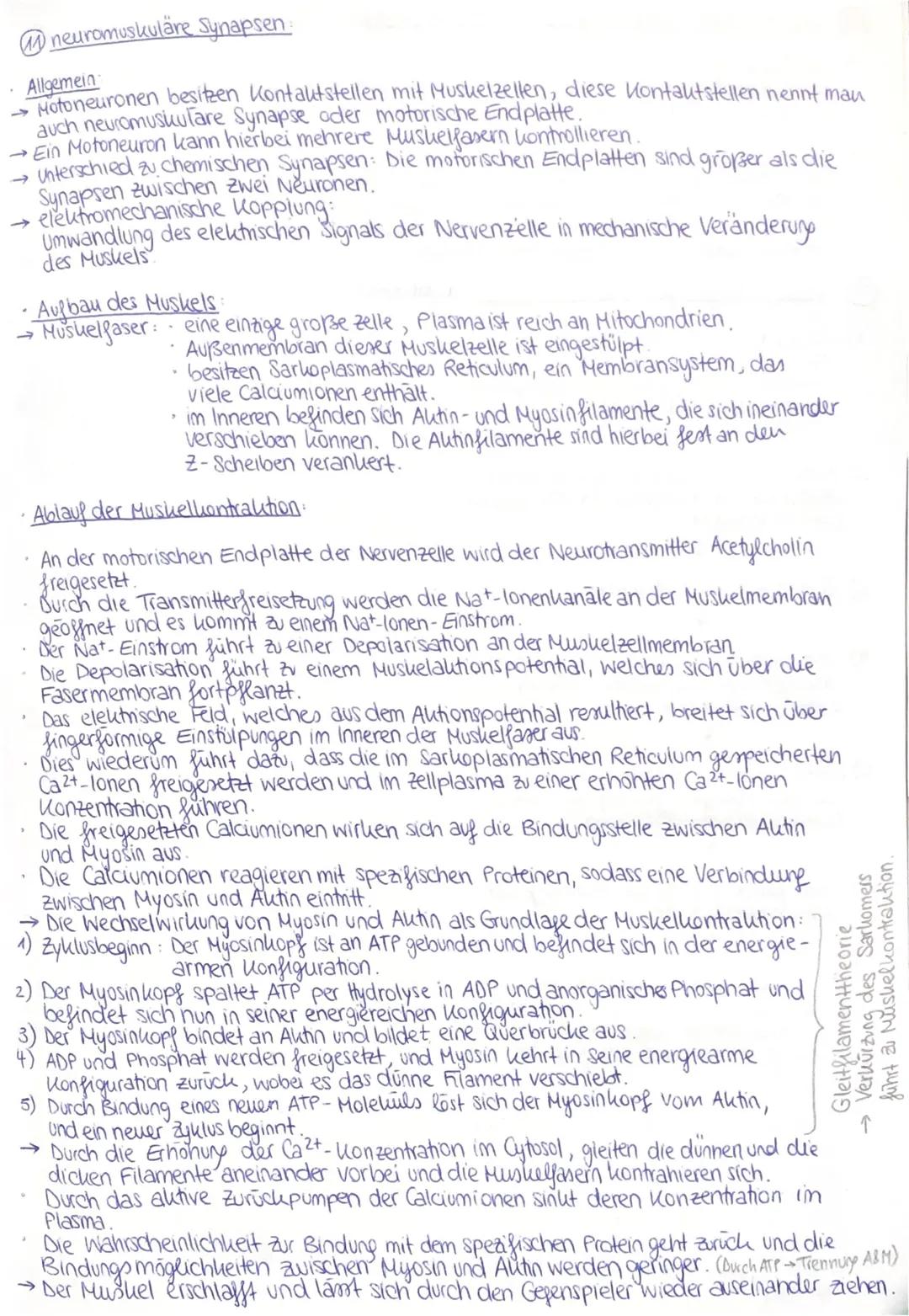 # neuromuskuläre Synapsen:

Allgemein

→ Motoneuronen besitzen Kontaktstellen mit Muskelzelten, diese Kontaktstellen nennt man
auch neuromus