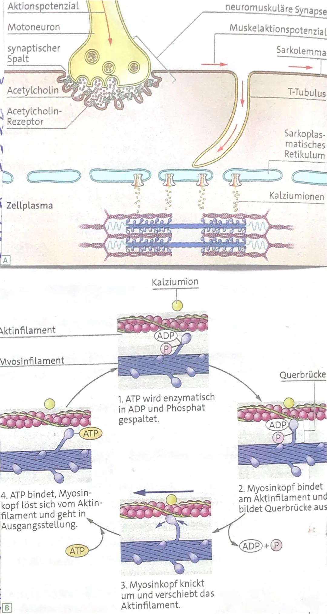 # neuromuskuläre Synapsen:

Allgemein

→ Motoneuronen besitzen Kontaktstellen mit Muskelzelten, diese Kontaktstellen nennt man
auch neuromus