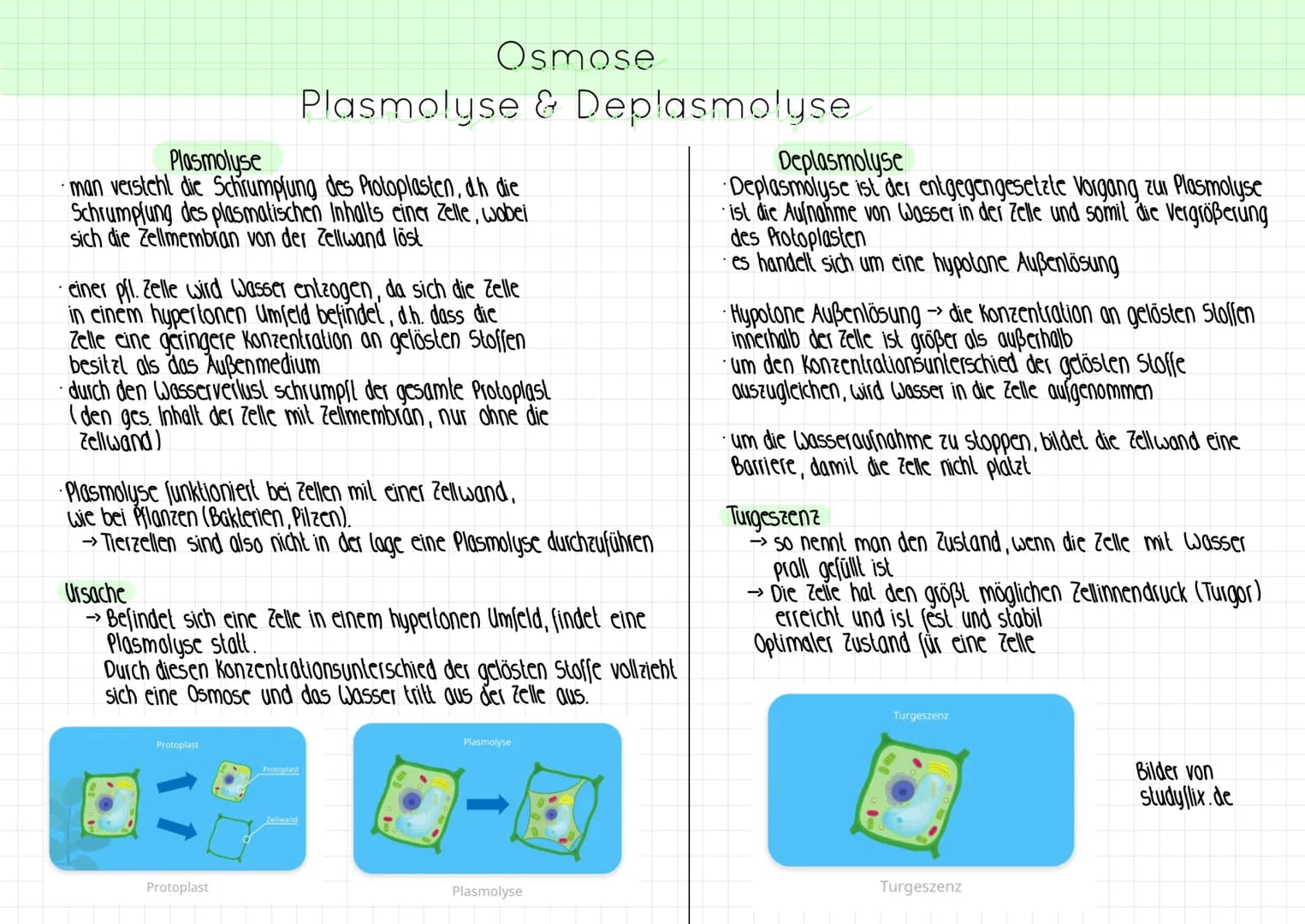 Plasmolyse
man versteht die Schrumpfung des Protoplasten, dh die
Schrumpfung des plasmatischen Inhalts einer Zelle, wobei
sich die Zellmembr