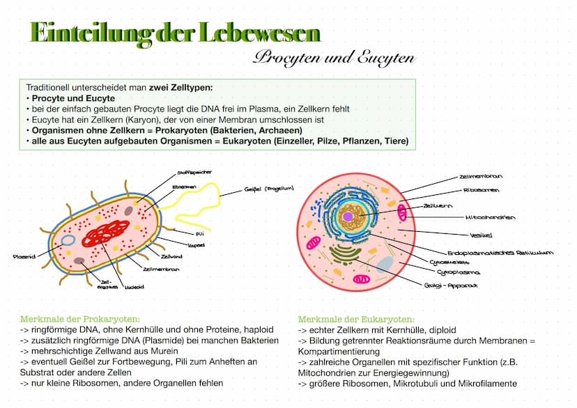 Grundlagen.
Zellbiologie
→ Zellen sind die Grundeinheit aller bekannten Lebewesen
eine Zelle ist die kleinste sich selbst erhaltende und sel