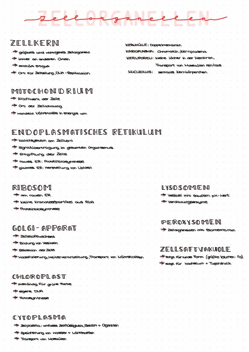 Grundlagen.
Zellbiologie
→ Zellen sind die Grundeinheit aller bekannten Lebewesen
eine Zelle ist die kleinste sich selbst erhaltende und sel
