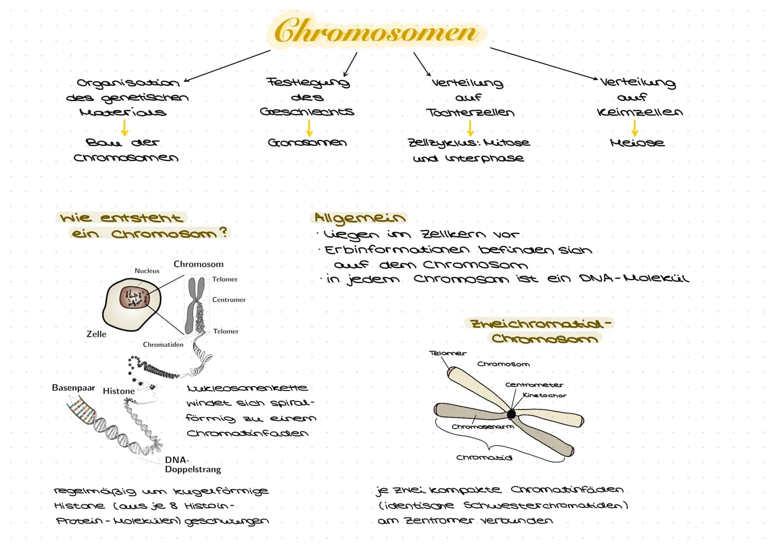 Grundlagen.
Zellbiologie
→ Zellen sind die Grundeinheit aller bekannten Lebewesen
eine Zelle ist die kleinste sich selbst erhaltende und sel