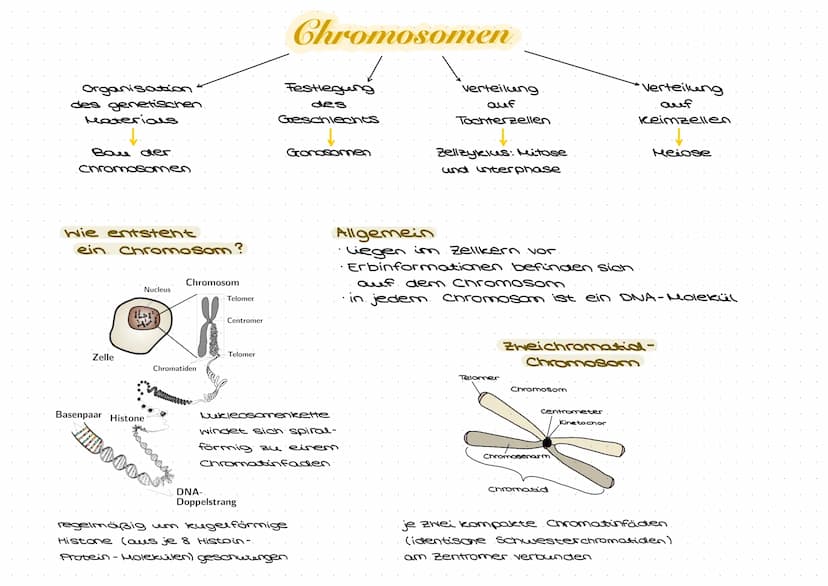Grundlagen.
Zellbiologie
→ Zellen sind die Grundeinheit aller bekannten Lebewesen
eine Zelle ist die kleinste sich selbst erhaltende und sel