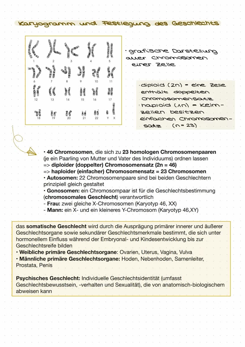 Grundlagen.
Zellbiologie
→ Zellen sind die Grundeinheit aller bekannten Lebewesen
eine Zelle ist die kleinste sich selbst erhaltende und sel