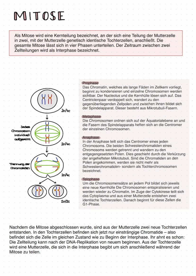 Grundlagen.
Zellbiologie
→ Zellen sind die Grundeinheit aller bekannten Lebewesen
eine Zelle ist die kleinste sich selbst erhaltende und sel