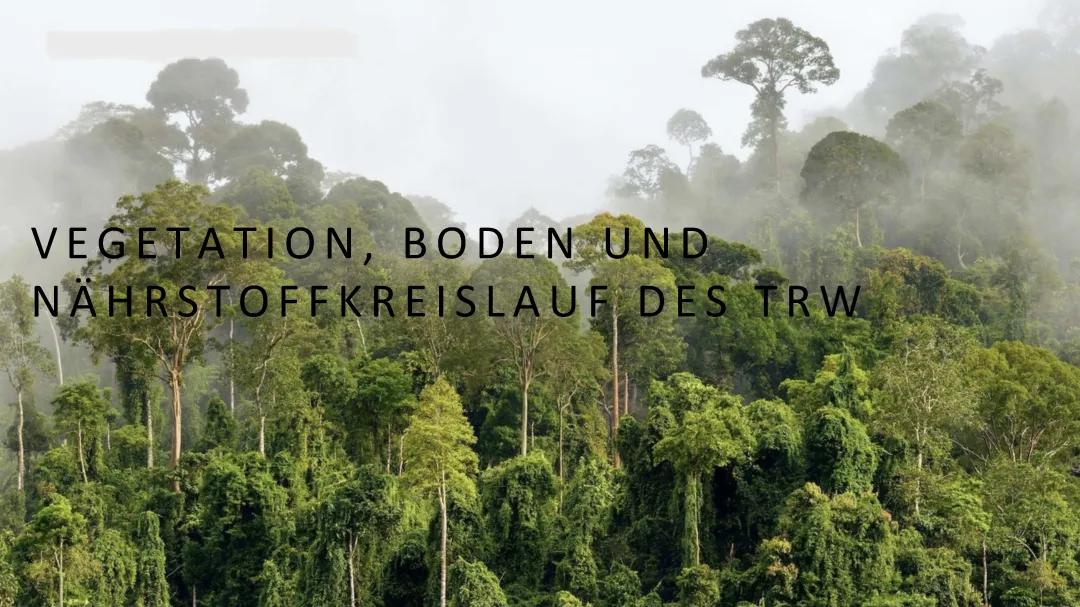 Entdecke die Stockwerke des tropischen Regenwaldes: Tiere, Pflanzen und Nährstoffkreisläufe