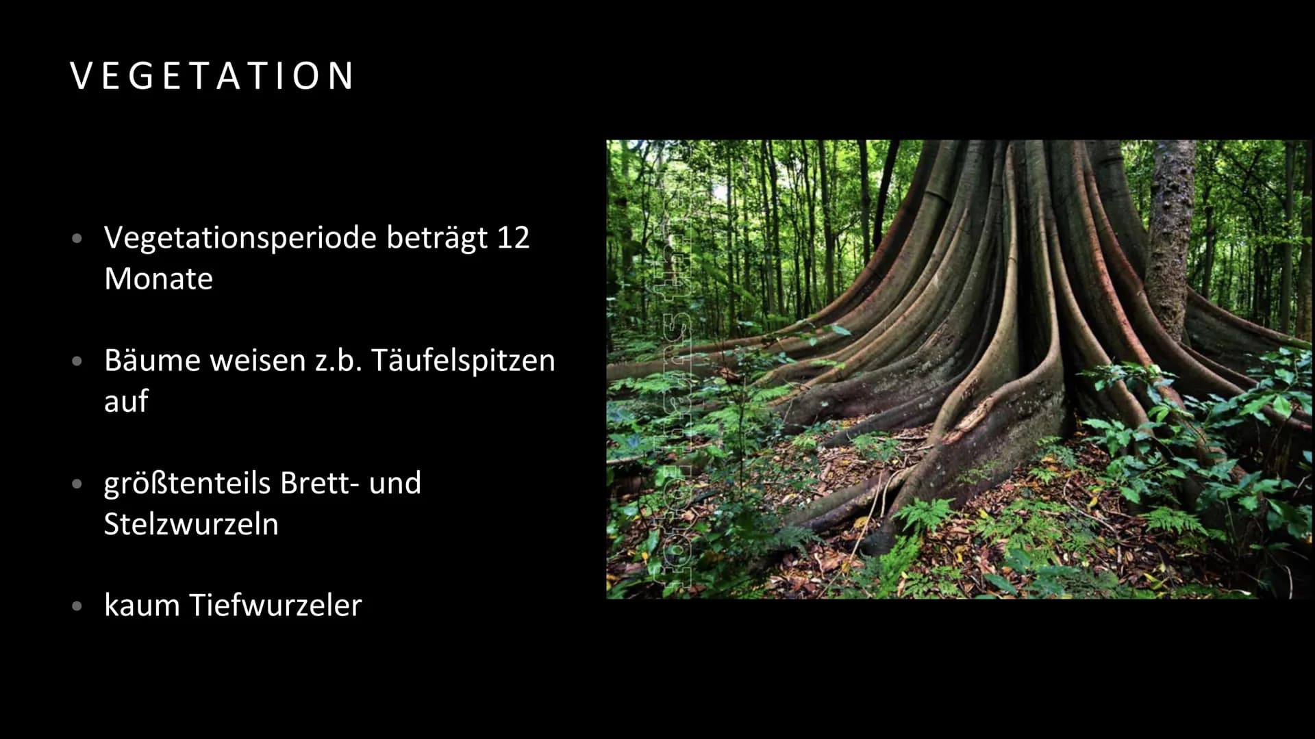 Geografie
Handout Vegetation, Boden und Nährstoffkreislauf
im tropischen Regenwald
Vegetation
Der tropische Regenwald ist die dichteste und 