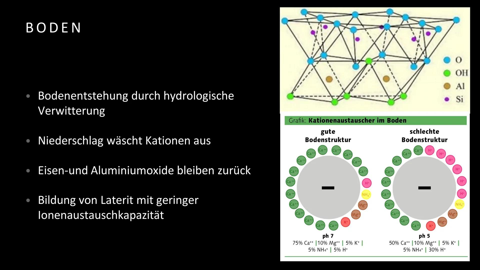 Geografie
Handout Vegetation, Boden und Nährstoffkreislauf
im tropischen Regenwald
Vegetation
Der tropische Regenwald ist die dichteste und 