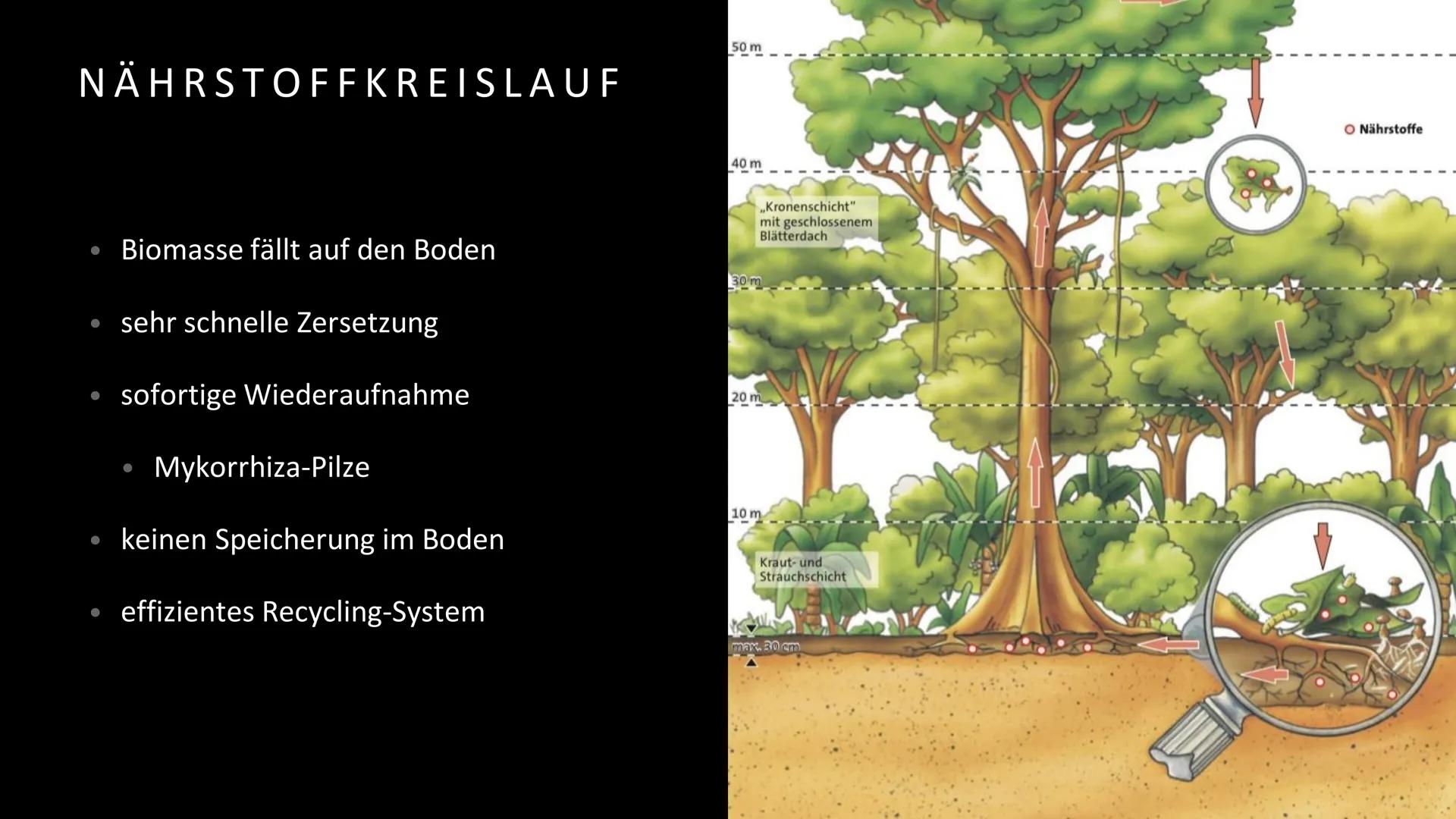 Geografie
Handout Vegetation, Boden und Nährstoffkreislauf
im tropischen Regenwald
Vegetation
Der tropische Regenwald ist die dichteste und 