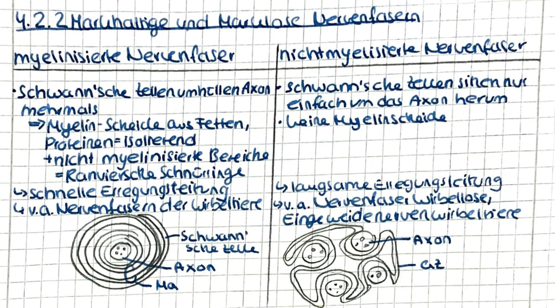 4.2.2 Maruhainige und Marulore Nervenfasern
myelinisierte Nervenfaser nicht my elisierte Nervenfaser
•Schwann'sche tellen umhellen Axon Schw