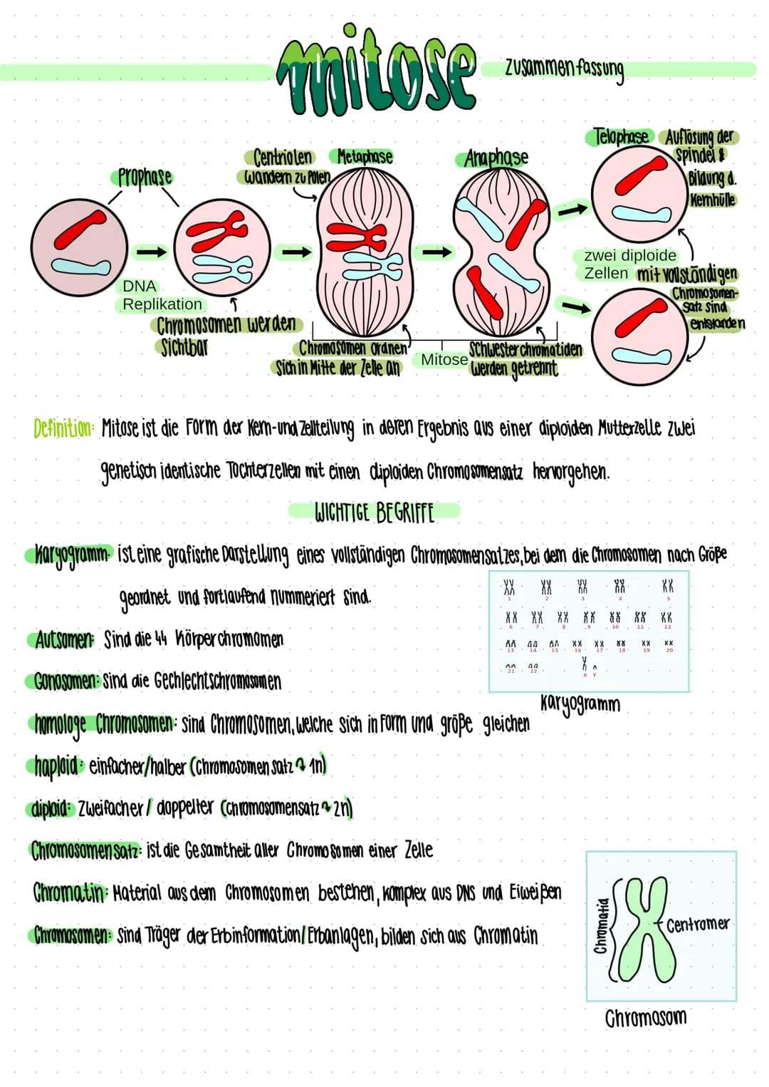 Prophase
DNA
Replikation
mitose
Centriolen Metaphase
wandern zu Polen
Chromosomen werden
Sichtbar
Chromosomen Ordnen'
Sich in Mitte der Zell